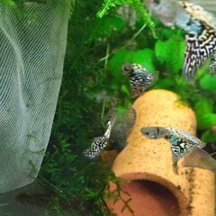 イエロータイガーキングコブラ グッピー幼魚×6+α