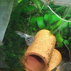 イエロータイガーキングコブラ グッピー幼魚×6+αの画像