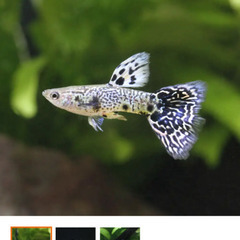 イエロータイガーキングコブラ グッピー幼魚×6+αの画像