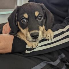 ミニチュアダックスとのミックス犬 - 小山市