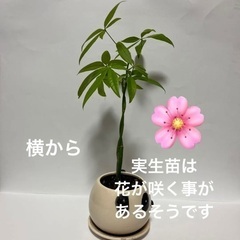 実生パキラ　ねじり赤ちゃん苗