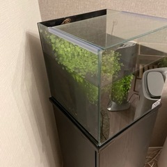 30センチ水槽　流木アクアリウムの画像