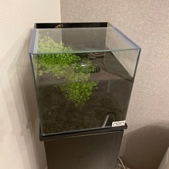 30センチ水槽　流木アクアリウム