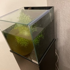 30センチ水槽　流木アクアリウムの画像