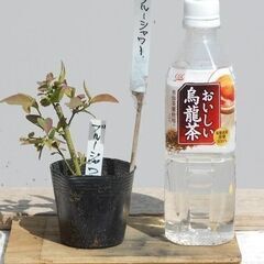 ブルーベリーの苗木　2株を無料で差し上げます。#8