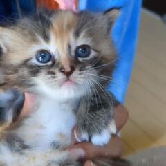 Ｘマスからお渡し【予約受付中】子猫１５匹