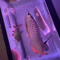 熱帯魚の引越し手伝います