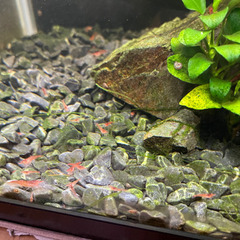 赤いミナミヌマエビ15匹