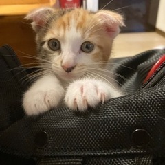 三毛猫　メス