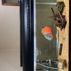 水槽　アクアリウム用品　何でも譲ってください