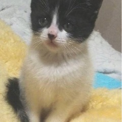 正式譲渡☆1ヶ月半　ハチワレ　女の子☆