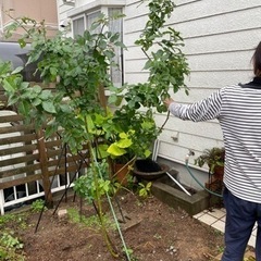 【お引取り予定者様とお話し中です】バラ苗　ﾌﾞﾗﾝﾋﾟｴｰﾙﾄﾞ...