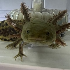 アンダーソンサラマンダー