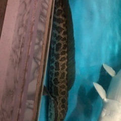 カムルチー　雷魚　約６０センチ