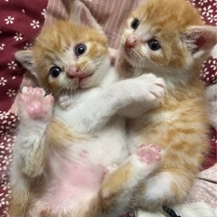 🌷子猫の里親募集🌷（譲渡済✨）