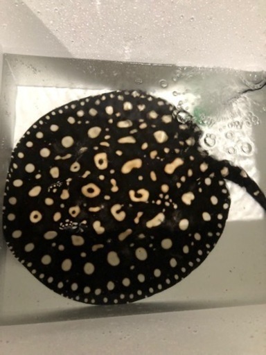 ダイヤモンドポルカ　約３２センチ　メス個体