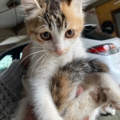 生後3ヶ月　三毛猫ちゃん女の子😸
