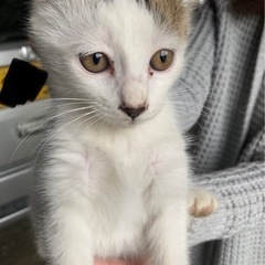 生後3ヶ月　ブチ？猫ちゃん男の子😸