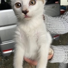 生後3ヶ月　ブチ？猫ちゃん男の子😸 - 菊池市
