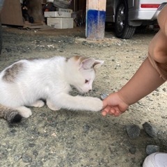 生後3ヶ月　ブチ？猫ちゃん男の子😸 − 熊本県