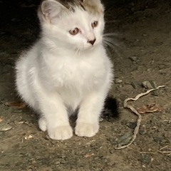 生後3ヶ月　ブチ？猫ちゃん男の子😸 - 猫