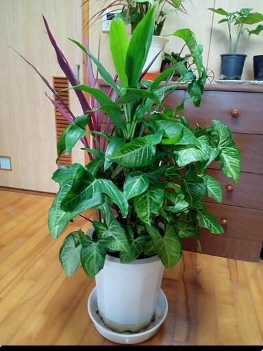 寄せ植え特大Ｐ8