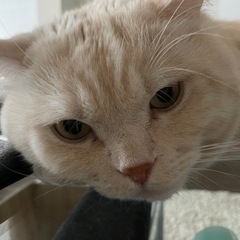 クリーム色のマンチカン　5歳