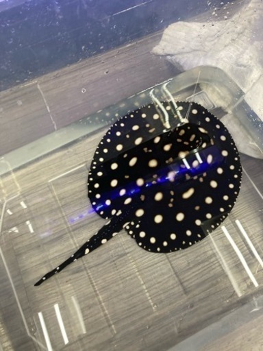 ダイヤモンドポルカ　オス　エイ　アロワナ　水槽