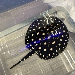 ダイヤモンドポルカ オス エイ アロワナ 水槽