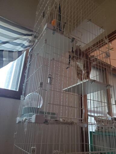 猫の4段ゲージ