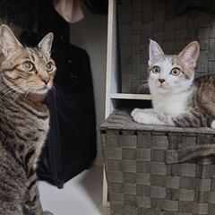 【正式譲渡決定しました】人が大好きな白キジくん里親募集