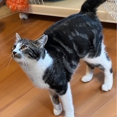 性格美人なキジ白ちゃん♀7か月の画像