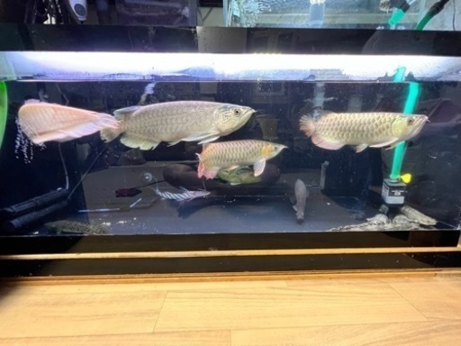 120センチアクリル水槽　大型水槽