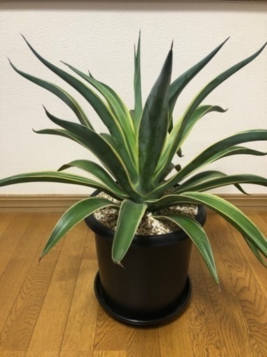 アガベ　ベネズエラ　鉢ごと