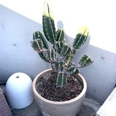 観葉植物、柱サボテン、ブランチ
