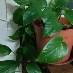 可愛い❤️観葉植物の画像