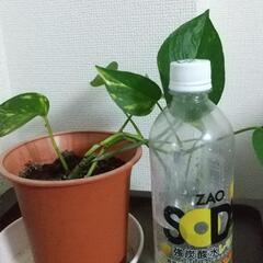 可愛い❤️観葉植物の画像