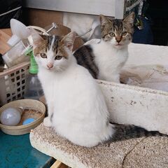 ふわもこ♪お家を探している兄妹子猫です
