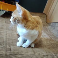 里親募集中です。(現在は募集中断中)