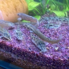 小さいカマツカ5匹