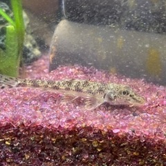 小さいカマツカ5匹の画像