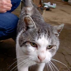 お外で苦労してきたオス猫ちゃん＊大変の甘えん坊さん