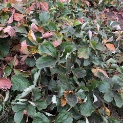 イチゴの苗10本〜品種色々の画像