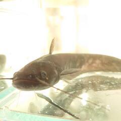ナマズ　ニホンナマズ　幼魚