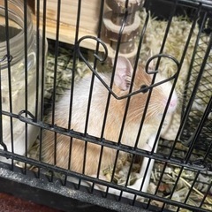 デグー