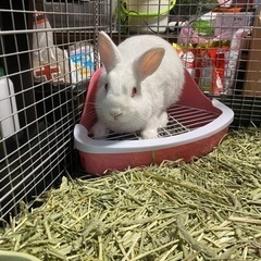 ミニうさぎ
