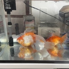 金魚