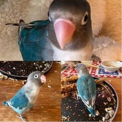 青いボタンインコ を保護または見つけたらお知らせください