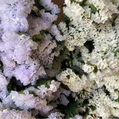 流行りのニュアンスカラースターチスの画像