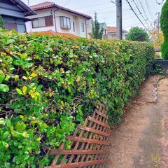 庭の生垣の「ウバメガシ」６０本程を、移植植栽しませんかの画像